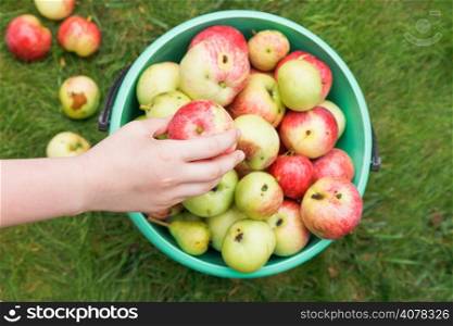 girl collects ripe apples in bucket in fruit orchard in summer day