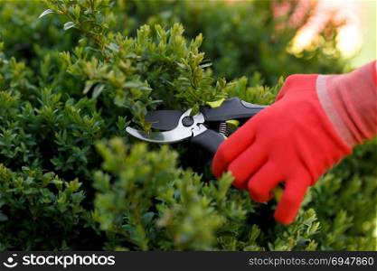 Girl cuts or trims the bush with secateur in the garden.. Girl cuts or trims the bush with secateur in the garden