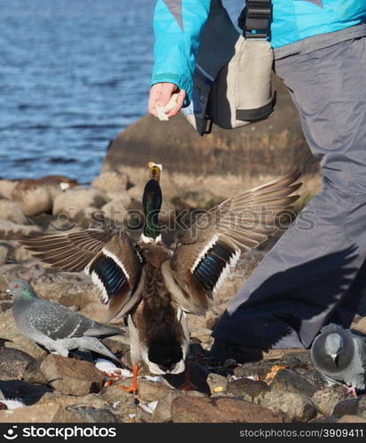 girl feeding duck