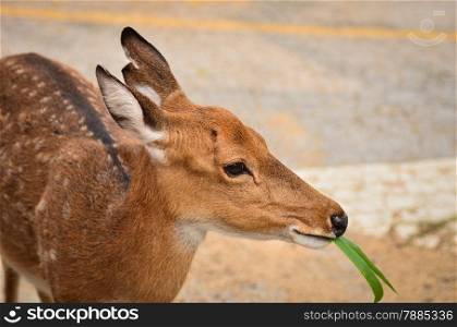 Girl feeding young deer