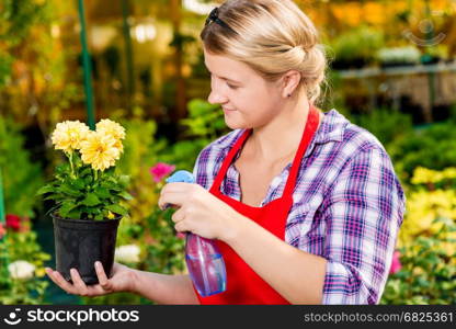 Girl gardener sprinkles flowers with water in the greenhouse