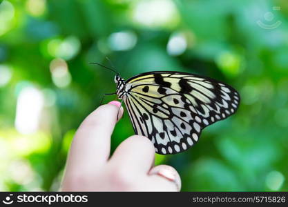 Girl hand finger Rice Paper butterfly Idea leuconoe in outdoor