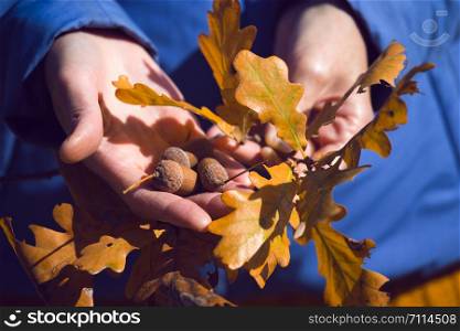 girl hands hold the acorns - autumn mood