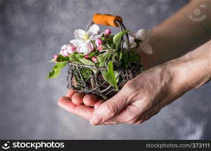 girl hands holding a basket with flowering apple tree branches