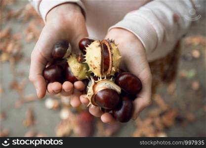 girl holding chestnuts in her hands
