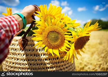 Girl holds a bouquet of sunflowers in a straw bag on a background of a wheat field.. Girl holds a bouquet of sunflowers in a straw bag on a background of wheat field.
