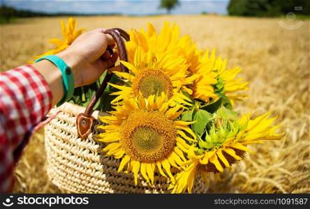 Girl holds a bouquet of sunflowers in a straw bag on a background of a wheat field.. Girl holds a bouquet of sunflowers in a straw bag on a background of wheat field.