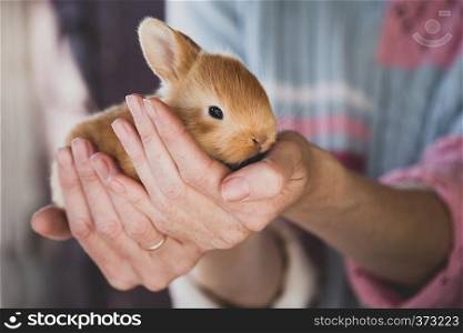 girl holds a small rabbit in the palms of her hand