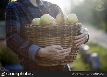 girl holds basket with juicy apples in the garden. aesthetics of rural life