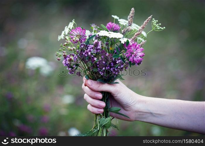 girl holds bouquet of Thymus serpyllum in hands