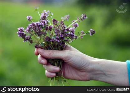girl holds bouquet of Thymus serpyllum in hands