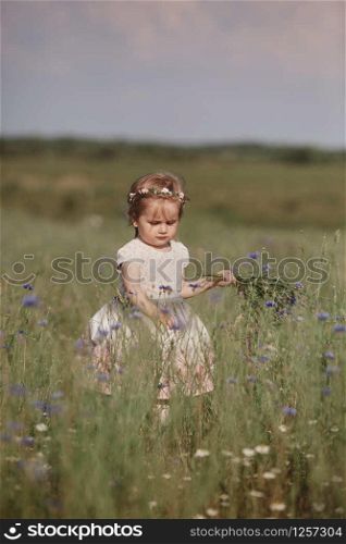 girl in a field collects a bouquet of flowers. little girl collects flowers in the field. summer. girl in a field collects a bouquet of flowers. little girl collects flowers in the field