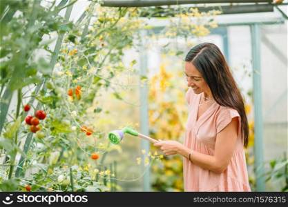 Girl in greenhouse picking fresh tomatoes. Female greenhouse worker isolated. Woman in greenhouse. Beautiful young woman gardening in the greenhouse