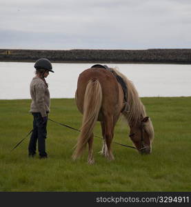 Girl in helmet holding grazing Icelandic horse on rein