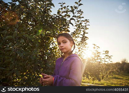 Girl in orchard picking apple from tree, looking at camera