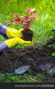 Girl is engaged in planting flowers in the garden