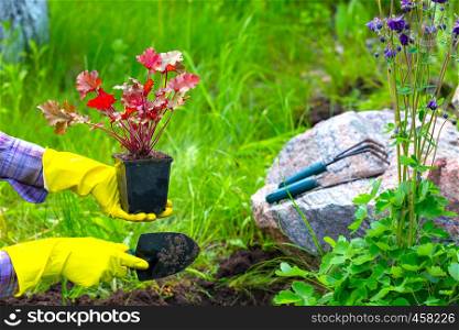 Girl is engaged in planting flowers in the garden
