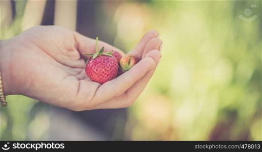 Girl is holding fresh red ripe strawberries in her hand