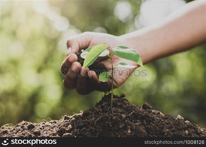 Girl is planting a tree.