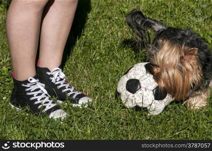 Girl legs and playing terrier