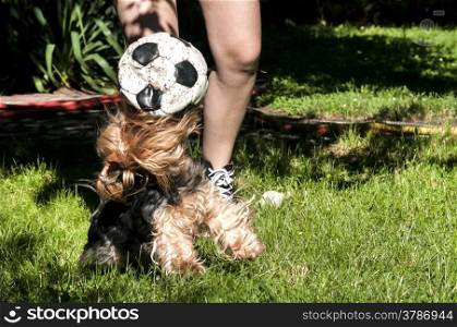 Girl legs and playing with shabby leather soccer ball Yorkshire terrier on fresh green grass