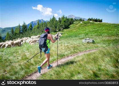 Girl on a mountain hike passes near a flock of sheep