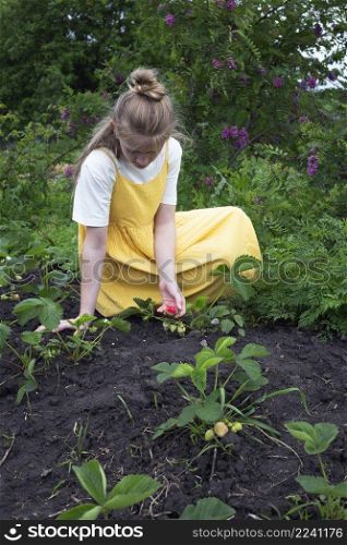 girl picking strawberries in the strawberry garden 