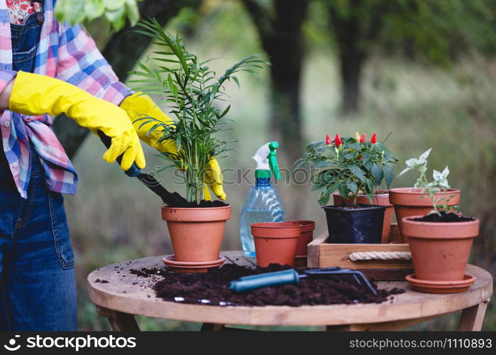 girl planting flowers in the garden. flower pots and plants for transplanting