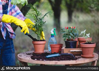 girl planting flowers in the garden. flower pots and plants for transplanting