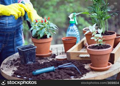 girl plants a flowers in the garden. flower pots and plants for transplanting