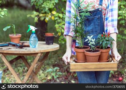 girl plants a flowers in the garden. flower pots and plants for transplanting