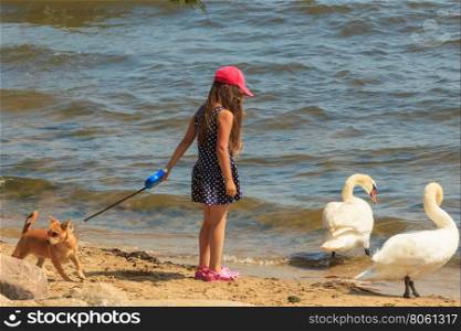 Girl playing with adult swan.. Care and safety of animals. Little girl kid feeding playing with beautiful swan. Child having fun with big white sea bird.