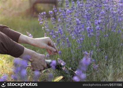 girl pruning lavender bush in the garden