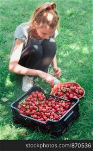 Girl putting freshly picked strawberries to a bowl