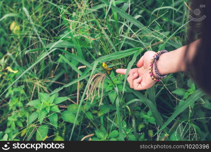 Girl&rsquo;s hand trying to touch Shorthorned Grasshopper (Valanga nigricornis) sitting on tree with yellow sunlight in urban park