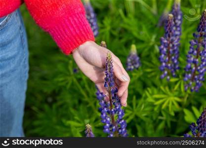 Girl’s hand touches purple flowers lupins close-up on a sunny summer day. Beautiful bright summer background with lupins and girl’s hand. Girl’s hand touches purple flowers lupins close-up on a sunny summer day. Beautiful bright summer background with lupins and girl’s hand.