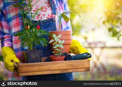 girl transplants flowers in the garden. flower pots and plants for transplanting
