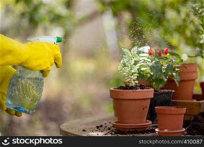 girl transplants flowers in the garden. flower pots and plants for transplanting