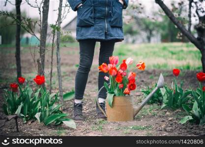girl with watering can, tulips and tools in the garden. spring and gardening