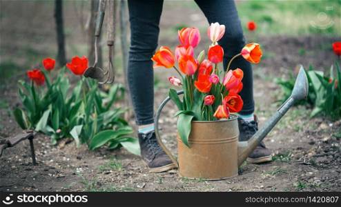 girl with watering can, tulips and tools in the garden. spring and gardening