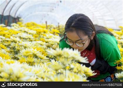 Girls enjoy the smell of Chrysanthemum flowers garden in the morning.