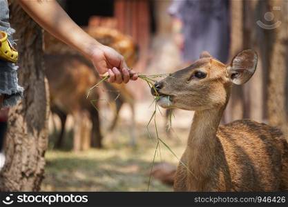 Girls give deer symptoms in the zoo Thailand