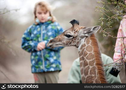 Girls with tour guide and giraffe