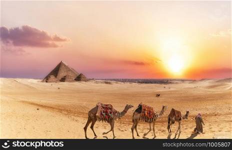 Giza desert scenery with Pyramids and camels at sunset.. Giza desert scenery with Pyramids and camels at sunset