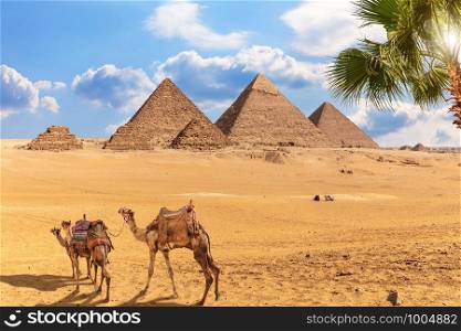 Giza Pyramid complex and camels resting nearby, Egypt.. Giza Pyramid complex and camels resting nearby, Egypt