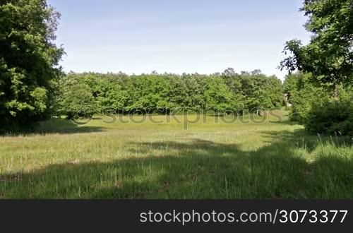 Glade in the spring forest with oak trees