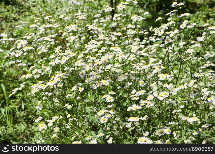 Glade of flowers of chamomiles. Flowering chamomile.. Glade of flowers of chamomiles. Flowering chamomile