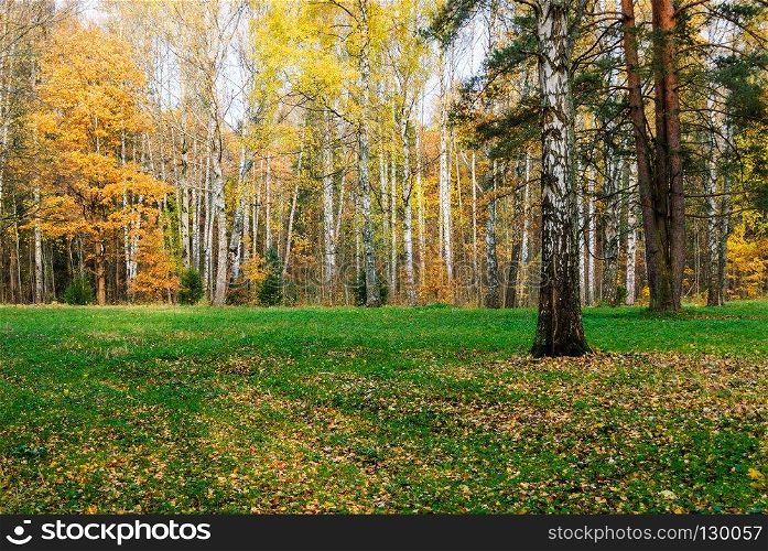 Glade with birches on the edge of the clearing. Autumnal natural background