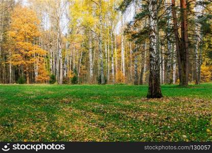 Glade with birches on the edge of the clearing. Autumnal natural background