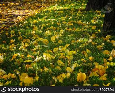 Glade with green grass and fallen leaves